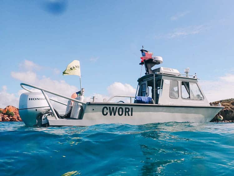 CWORI Boat a sea turtle diving near some coral in the Caribbean Ocean